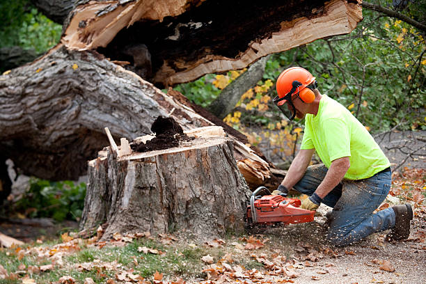 Best Tree Stump Removal  in Frent Hills, MO